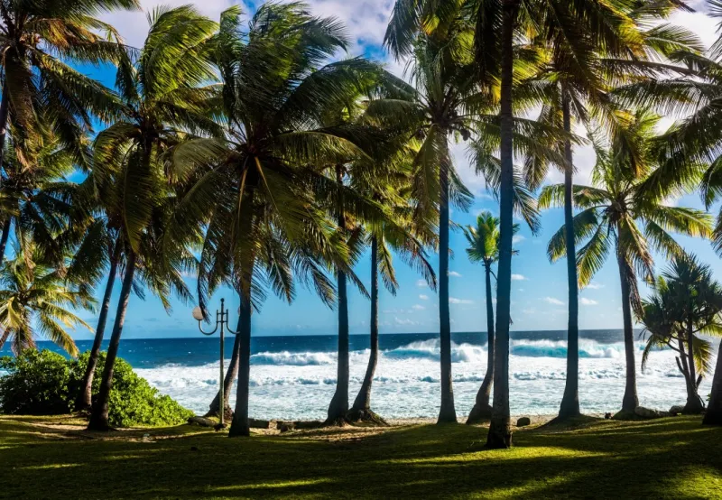 Plage et Palmiers, La Réunion, France