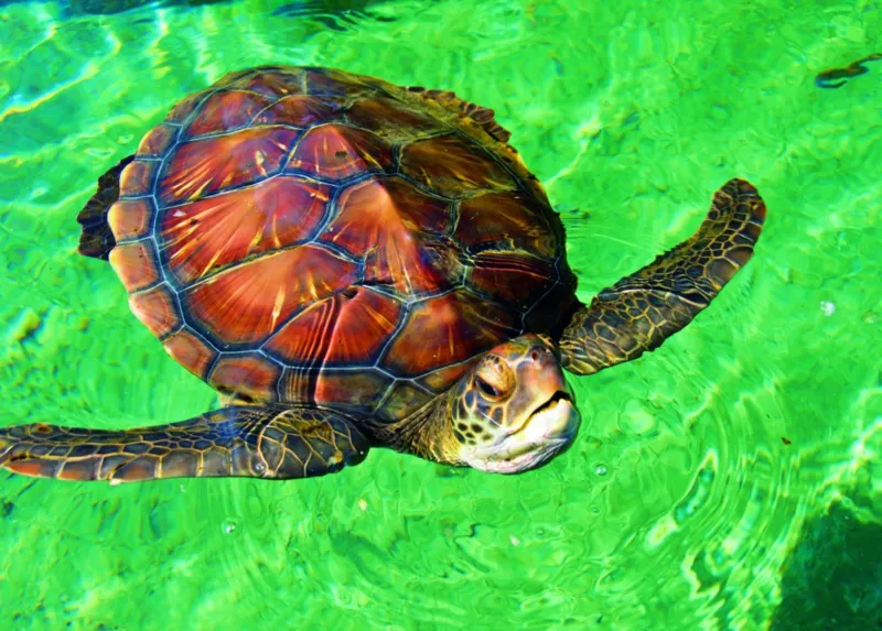 La Réunion - Tortue de Mer