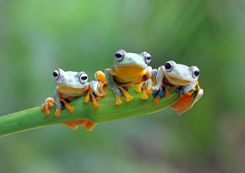 Friendly Frogs