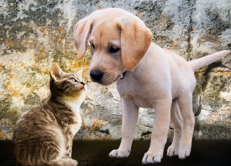 Kitten and Puppy