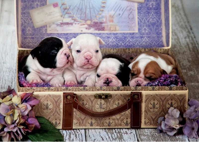 Puppies - Educa - 500 pieces | jigsawpuzzle.co.uk