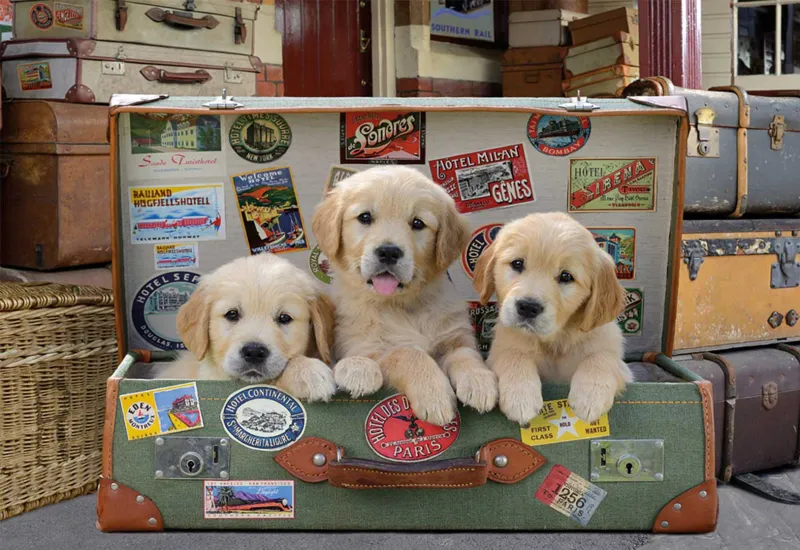 Puppies in the Luggage