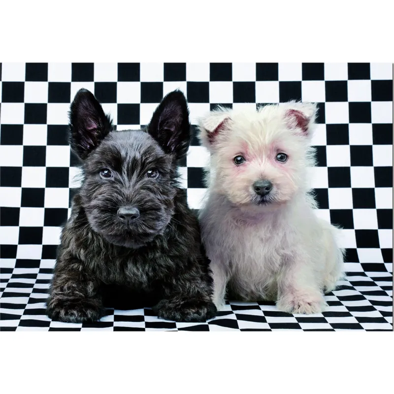 Jigsaw Puzzle - 500 Pieces : Black and White Terriers