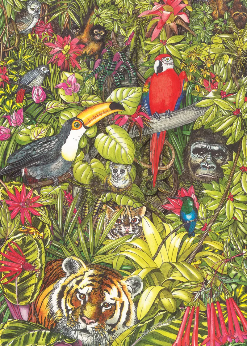 Rainforests Of The World