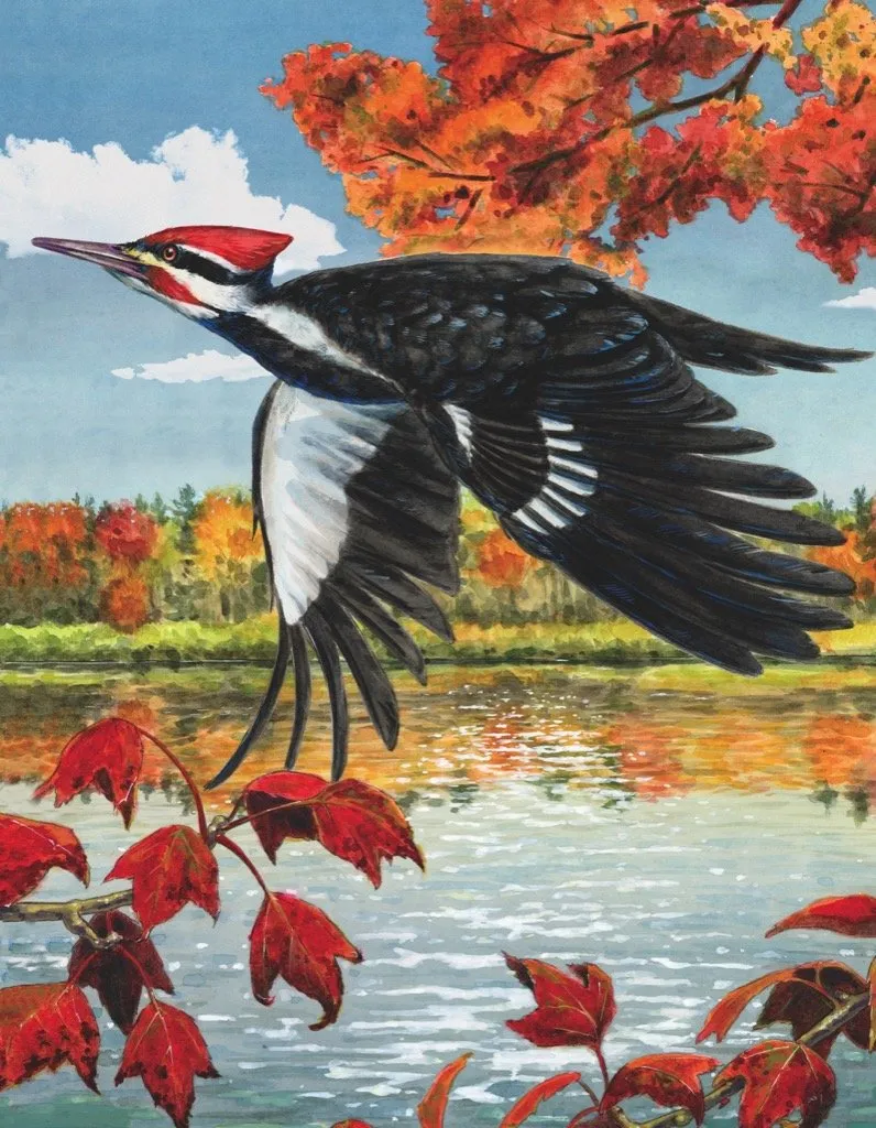 Pileated Woodpecker Mini