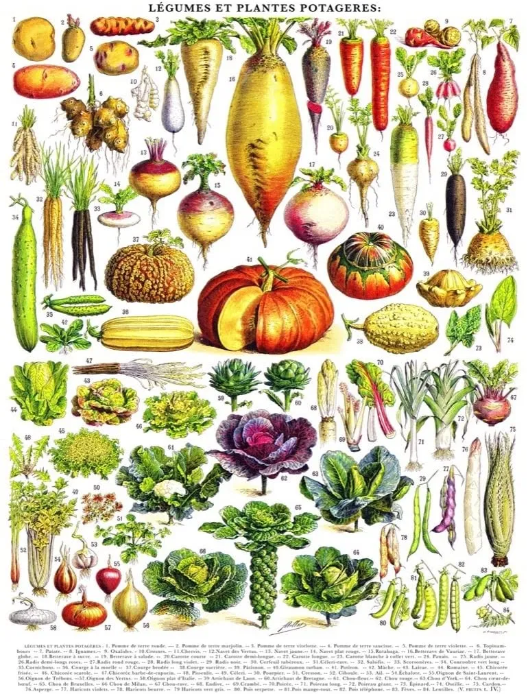 Vintage Images - Vegetables