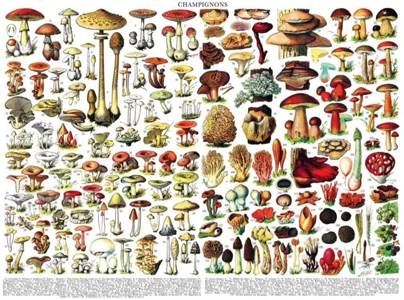 Vintage Images - Mushrooms
