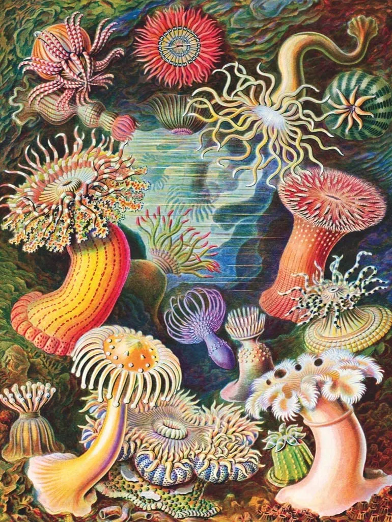 Vintage Images - Sea Anemones