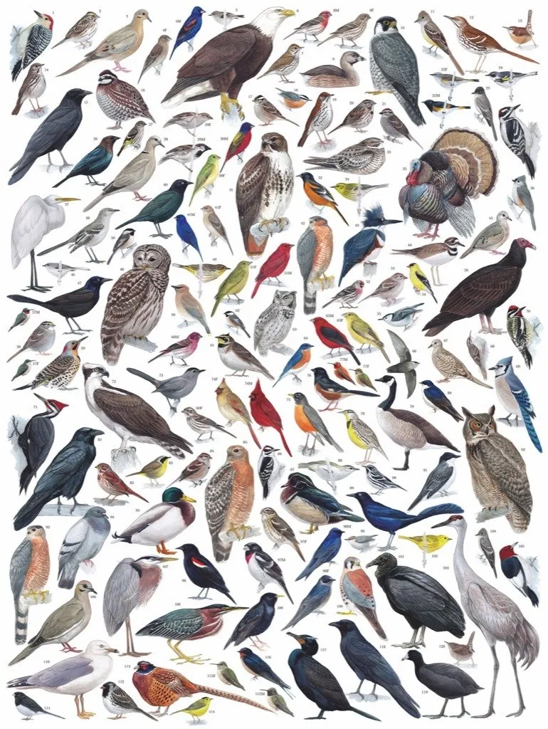 Birds of Eastern - Central North America
