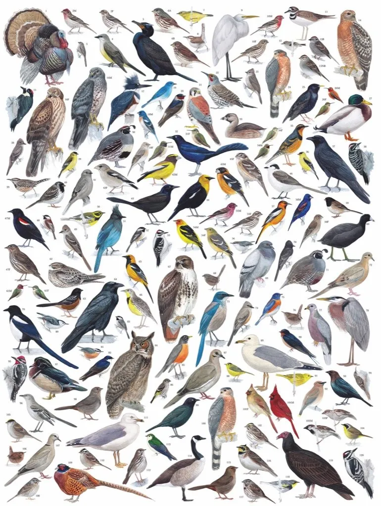 Birds of Western North America