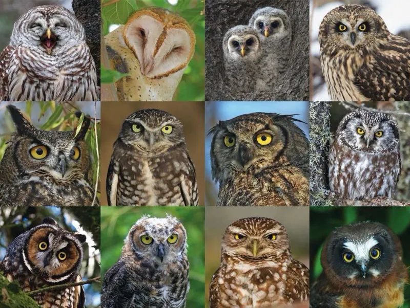 Owls and Owlets