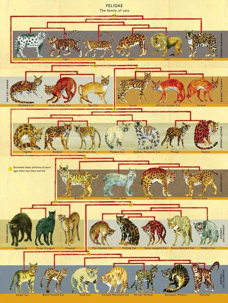 XXL Pieces - Feline Family Tree