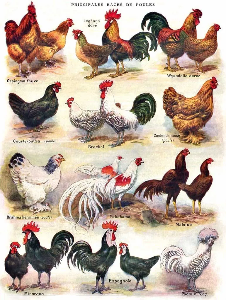 XXL Pieces - Poules - Poultry