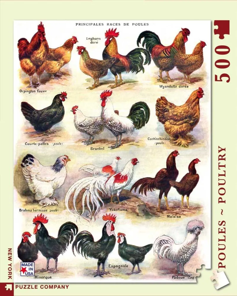 XXL Pieces - Poules - Poultry