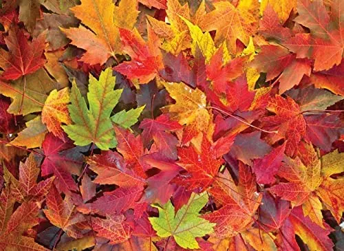 Autumn Leaves
