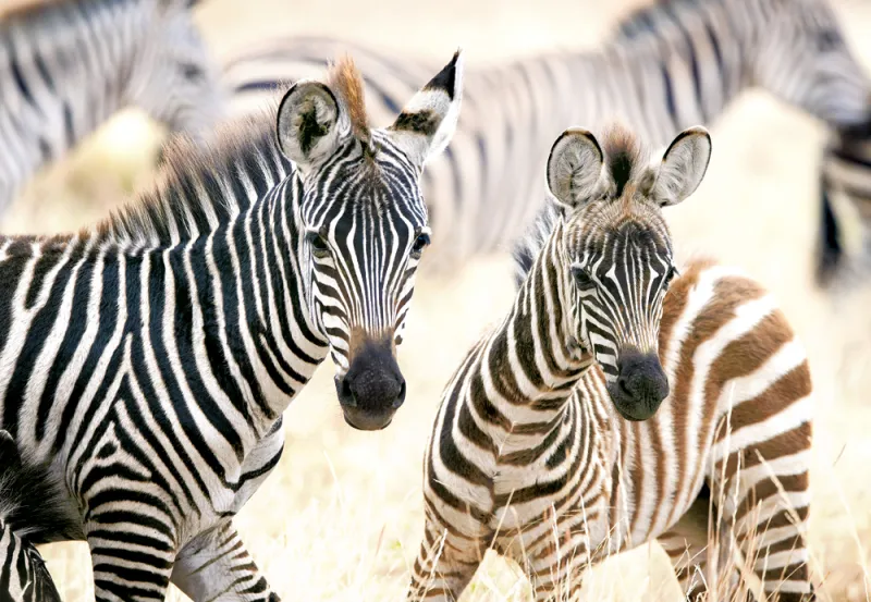 Young Zebras