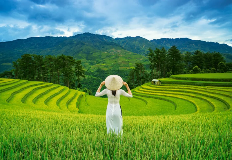 Rice Fields in Vietnam