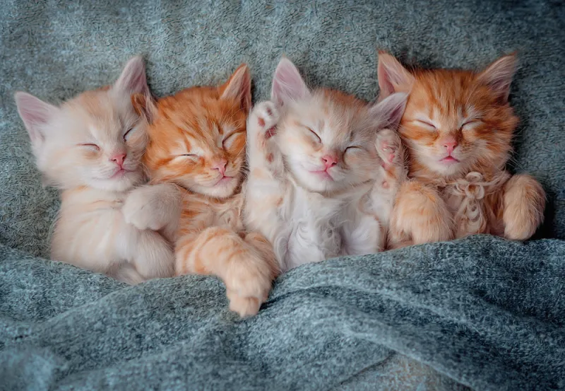 The Sweetest Kittens