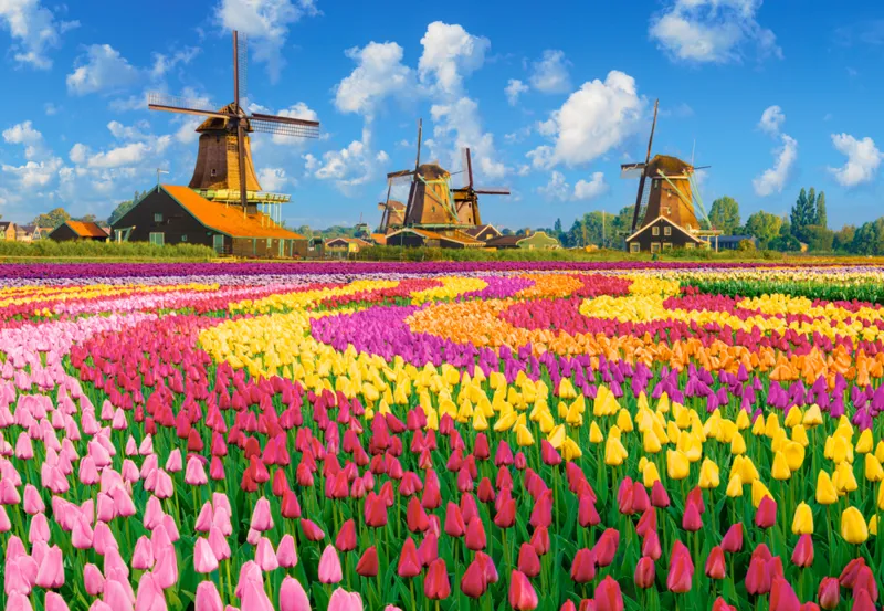 Dutch Windmills Among Tulips