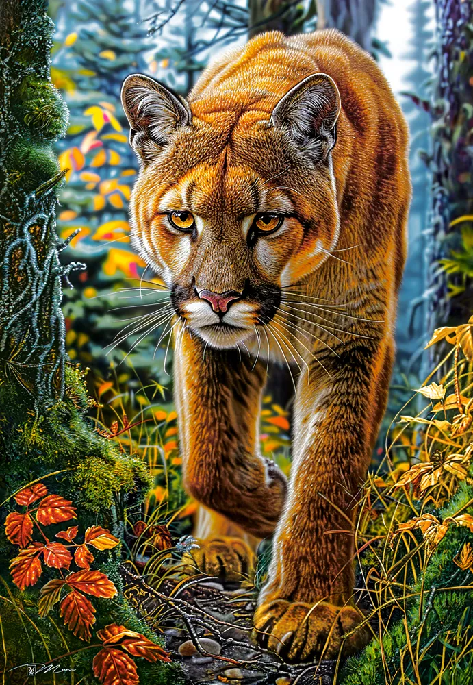 Mountain Lion In The Forest