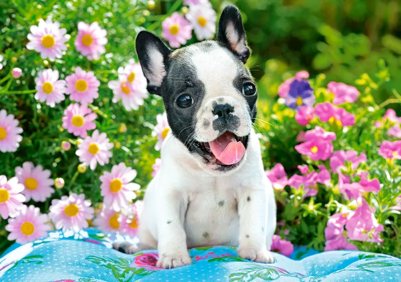 French Bulldog