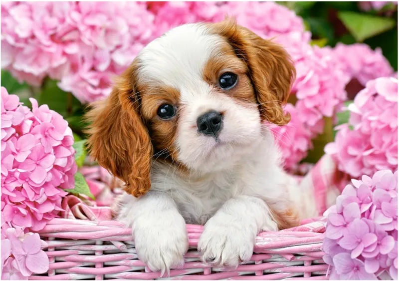 Pup in Pink Flowers