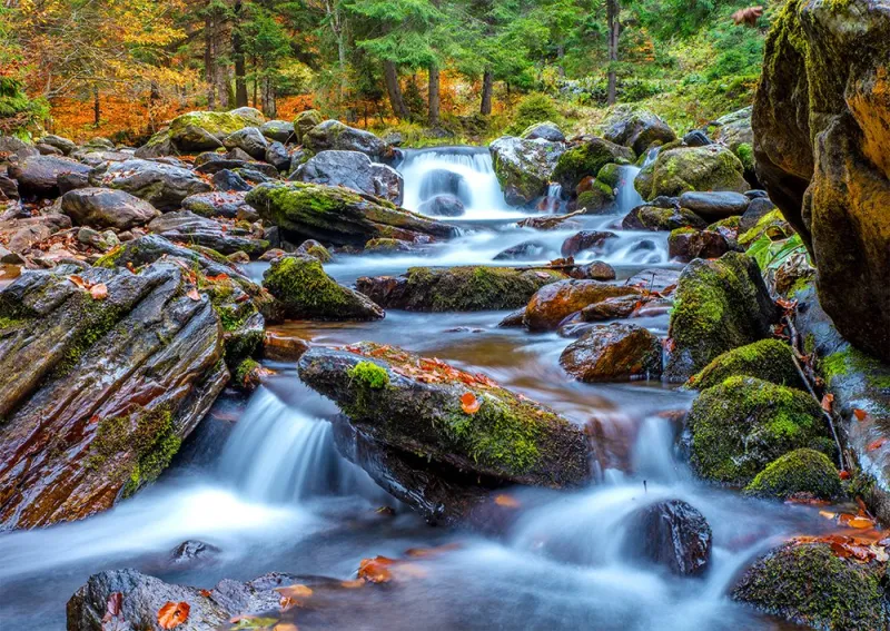 Forest Stream in Autumn