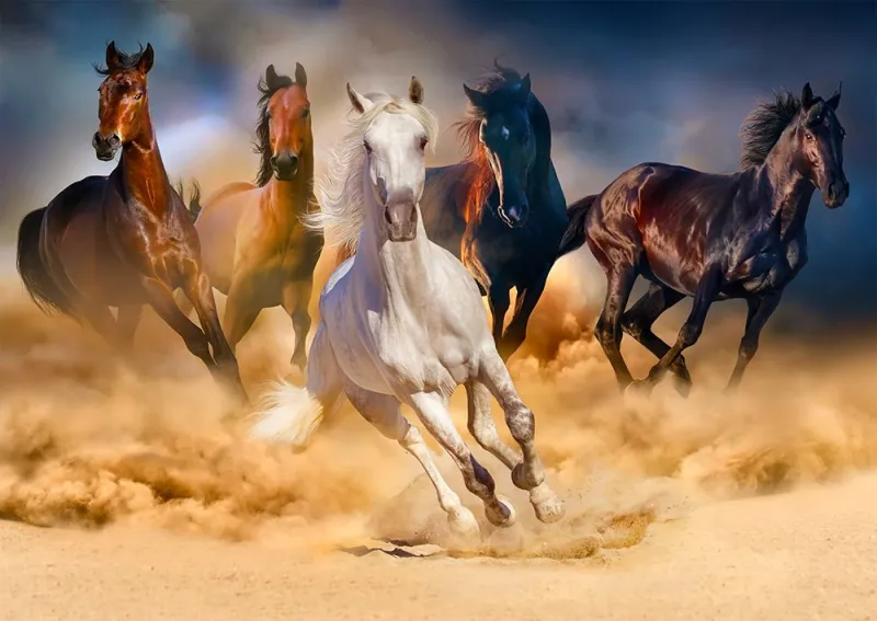 Horses Running in the Desert