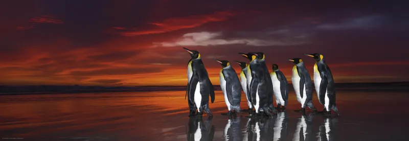 Wim van den Heever - King Penguins