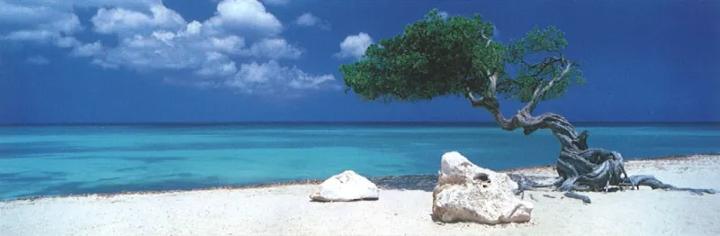 Alexander von Humboldt: Divi Divi tree