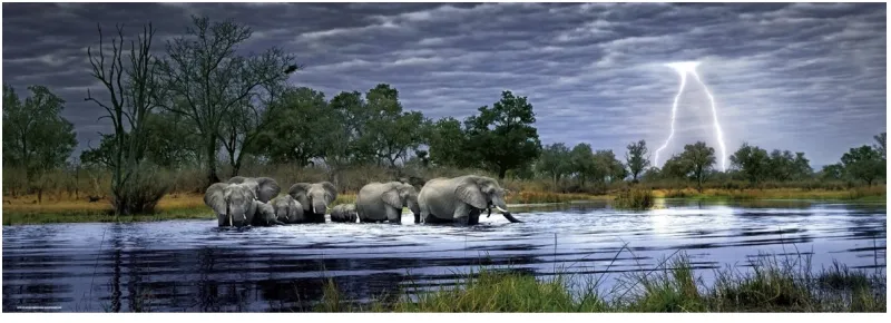 Alex Bernasconi: Herd of elephants