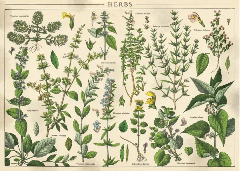 Vintage Nature - Plants