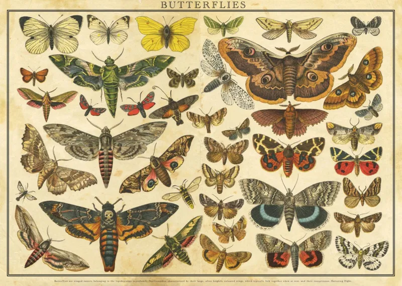 Vintage Nature - Butterflies
