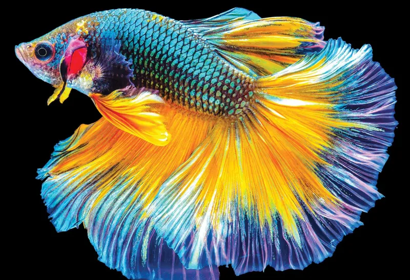 Colourful Nature - Fish