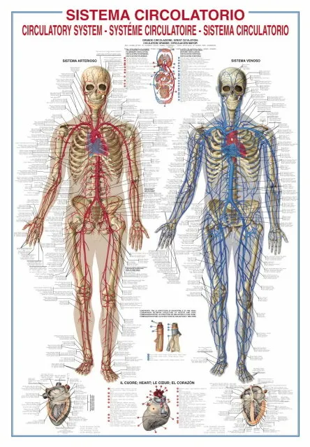 Education: Blood Flow