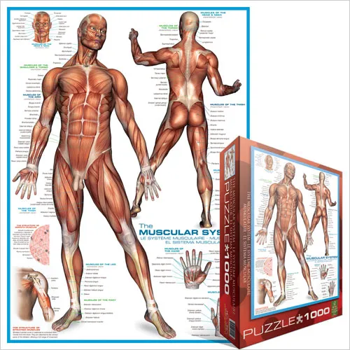 Muscular System