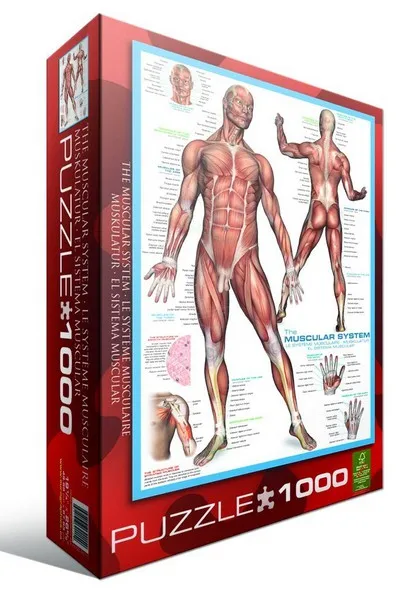 Muscular System