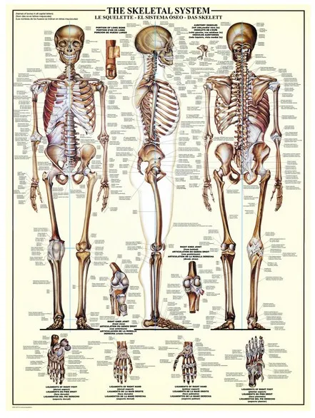 The Skeletal System