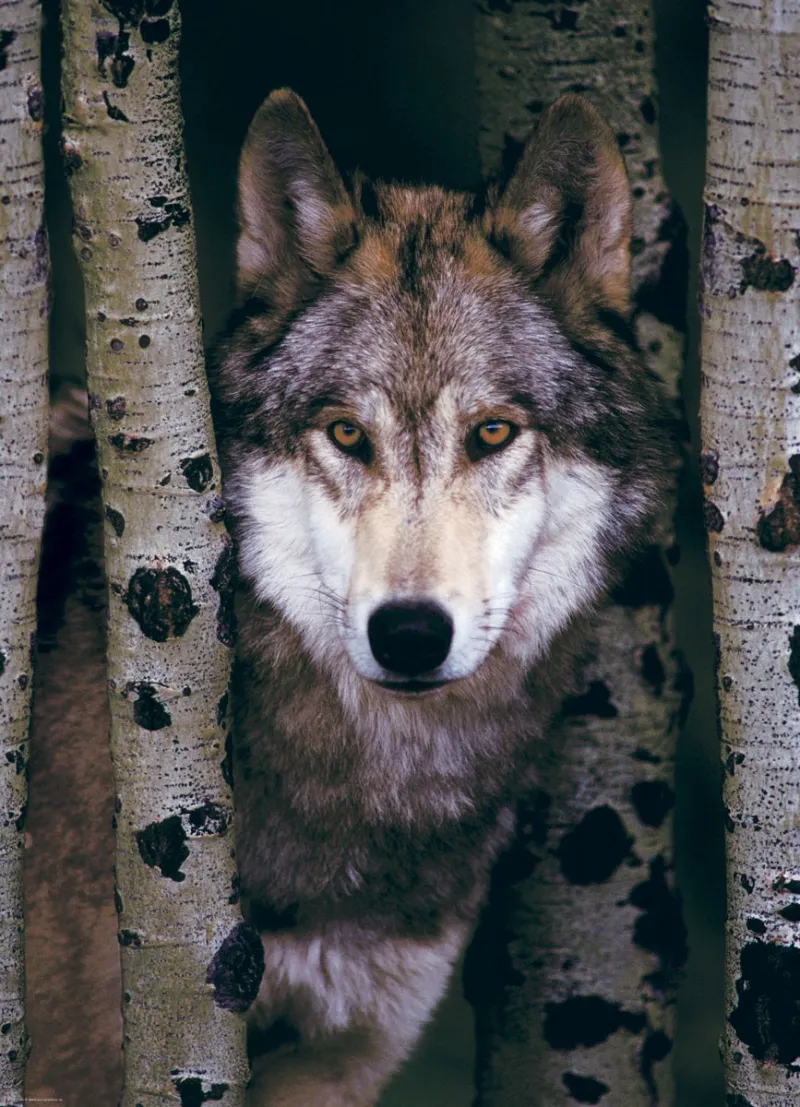 Gray Wolf