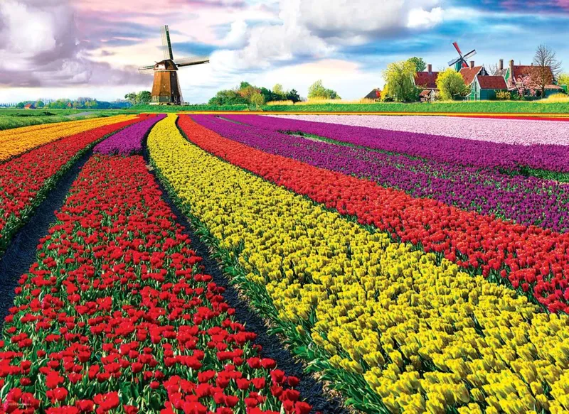 Tulip Fields Netherlands