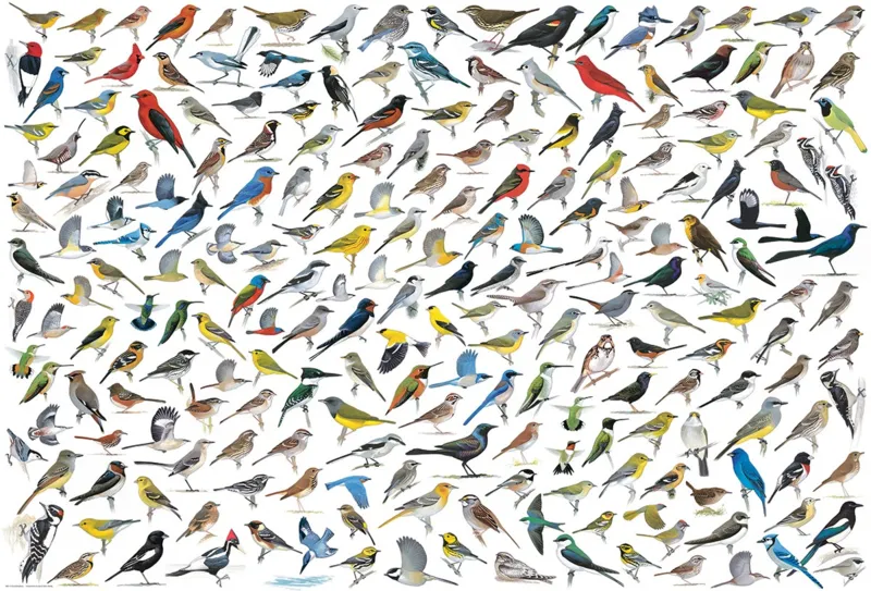 The World of Birds, by David Sibley