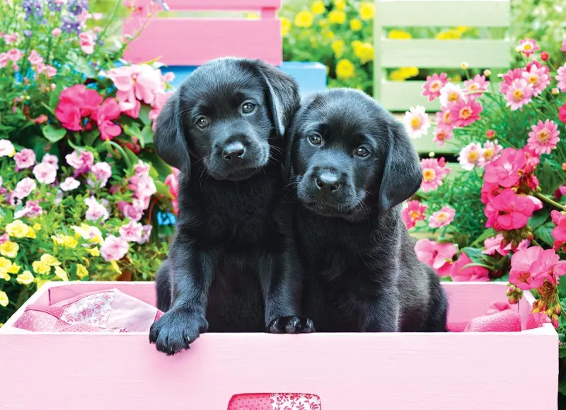 XXL Pieces - Black Labs in Pink Box