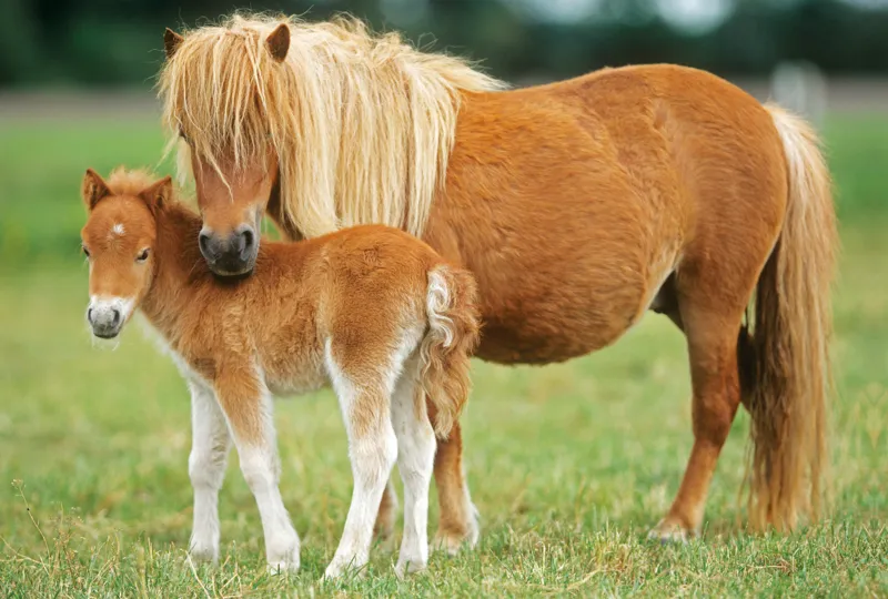 Jigsaw Puzzle - 26 and 48 Pieces - 4 in 1 - Horses