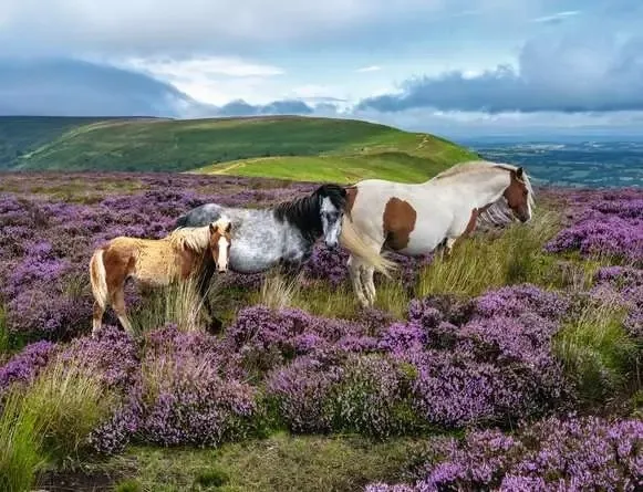 Wild Horses In The Moors