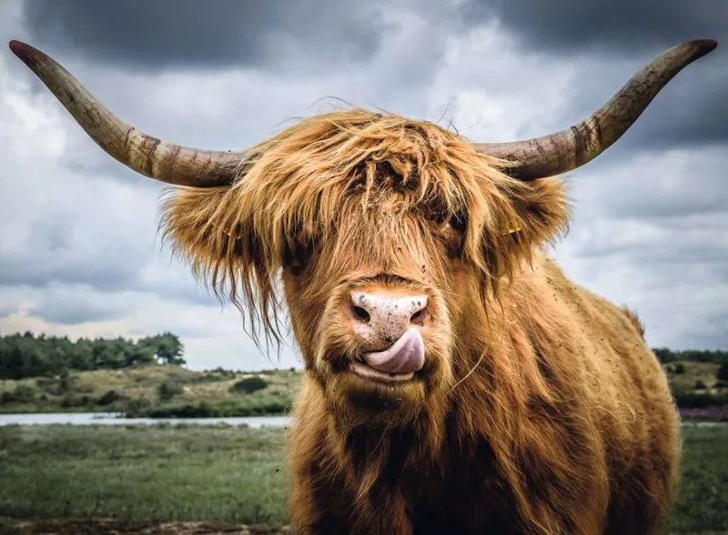 Puzzle Moment - Highland Cattle