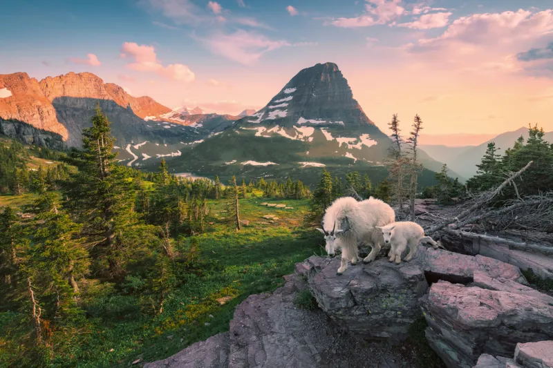 Alpine Goat with Baby