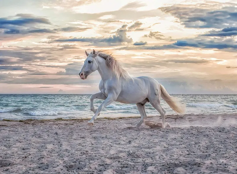 Horse on the Beach
