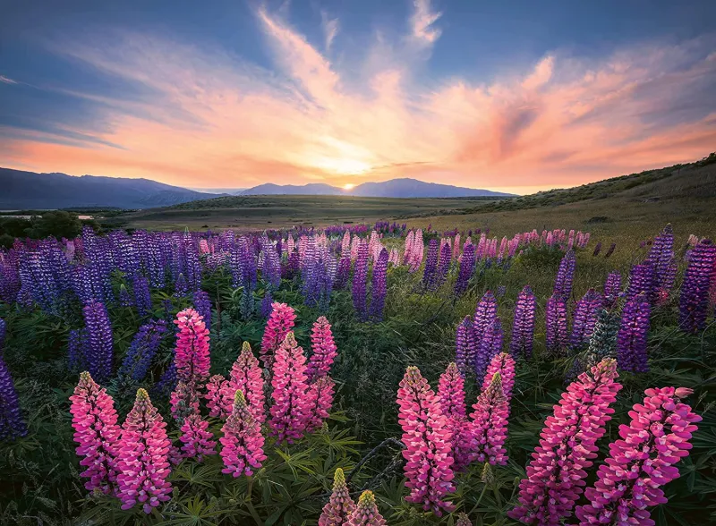 Nature Edition - Lupins