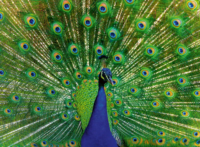 Peacock - Highlight Puzzle - Colorful Animals