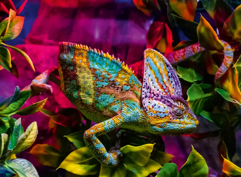 Chameleon - Highlight Puzzle - Colorful Animals